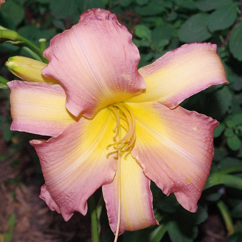 Hemerocallis Enjoy